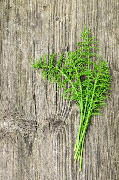 Skördade åkerfräken — Stockfoto