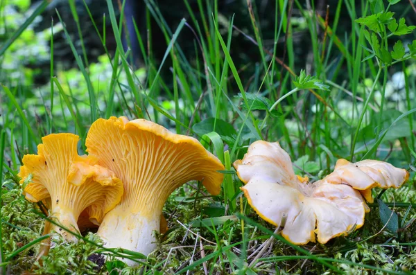 Chanterelles — Stok fotoğraf