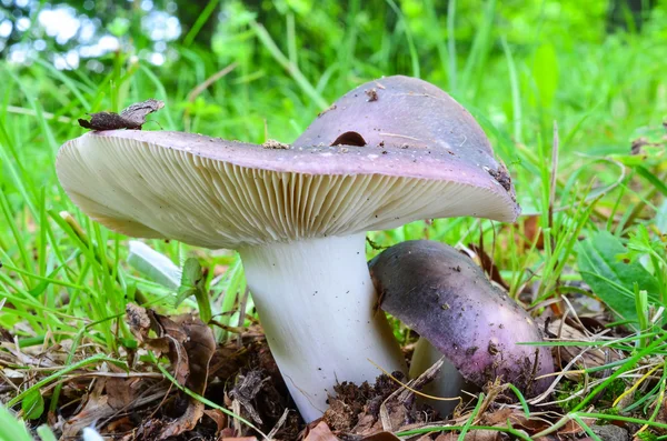 Russula cyanoxantha — Foto de Stock