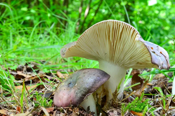 Champignon brûleur au charbon de bois — Photo