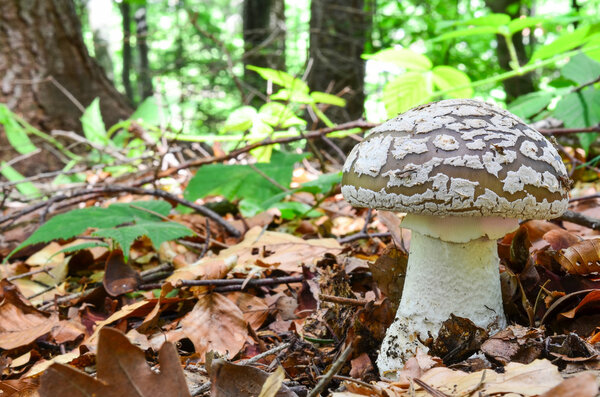 Amanita spissa или A.excelsa
