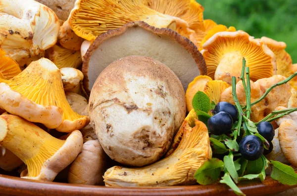 Paddestoelen en bosbessen — Stockfoto