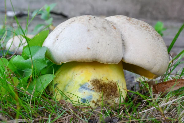 Один Единственный Экземпляр Caloboletus Radicans Ранее Boletus Radicans Boletus Albidus — стоковое фото