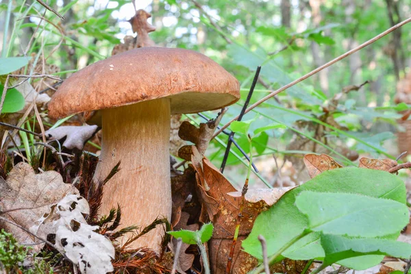 One Nice Specimen Boletus Edulis Penny Bun Mushrooms Beech Forest — Stock Photo, Image