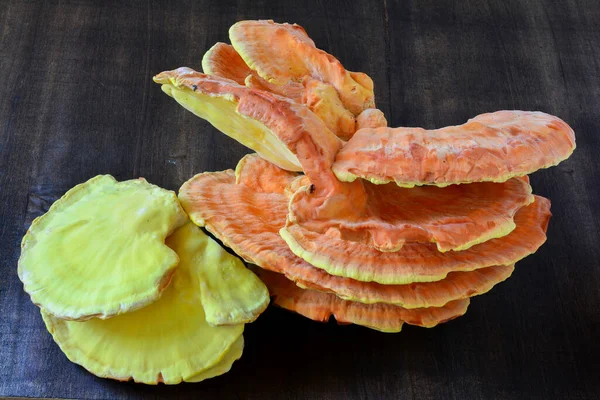 Laetiporus Sulfureo Granchio Del Bosco Polipore Zolfo Ripiano Zolfo Pollo — Foto Stock