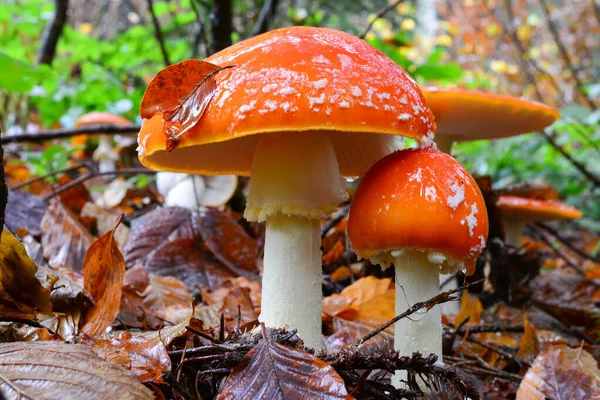 Planda Bir Çift Iyi Gelişmiş Amanita Muscaria Veya Fly Agaric — Stok fotoğraf