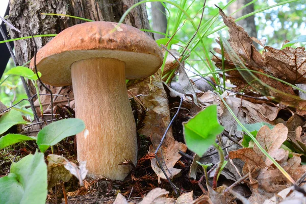 Espécimen Joven Hermoso Saludable Boletus Edulis Hongo Penny Bun Hábitat — Foto de Stock