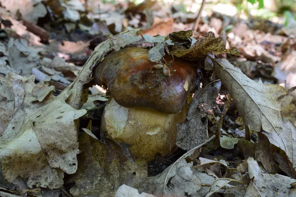 Bronz Cep Veya Boletus Aereus Mantarı Ovadaki Meşe Ormanlarındaki Yaprakların — Stok fotoğraf