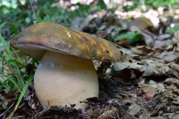 Nice Specimen Fully Developed Wild Edible Delicious Bronze Cep Boletus — Stockfoto