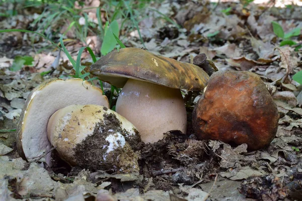 Group Three Nice Specimen Boletus Aereus Bronze Cep Mushrooms All — Stok fotoğraf