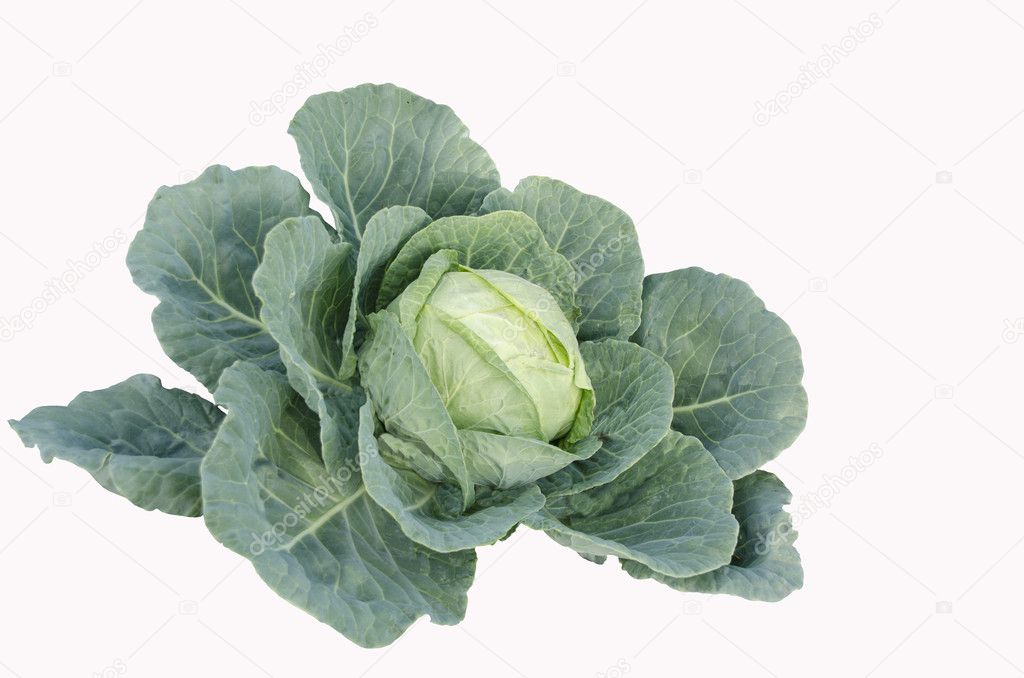 Cabbage vegetable with leafs