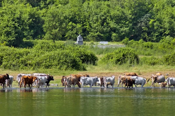 Cow grazing at lake — Stock Photo, Image