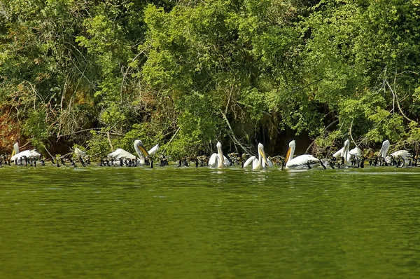 Animais de grupo - pelicanos e corvos-marinhos — Fotografia de Stock