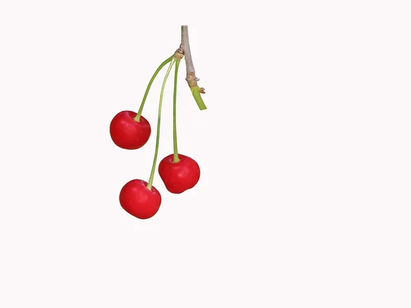 Tre mogna körsbär frukter — Stockfoto