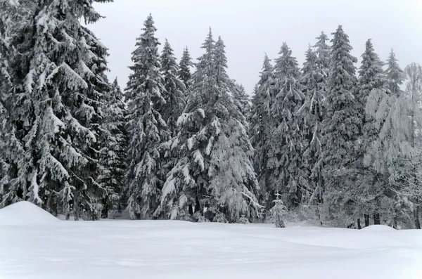 Frost skog i berg i vinter, rila, borovetz — Stockfoto