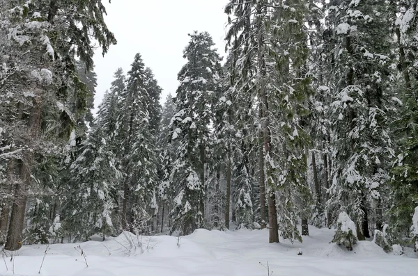 Foresta ghiacciata in montagna in inverno, Rila, Borovetz — Foto Stock