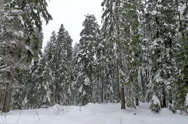 Frost skog i berg i vinter, rila, borovetz — Stockfoto