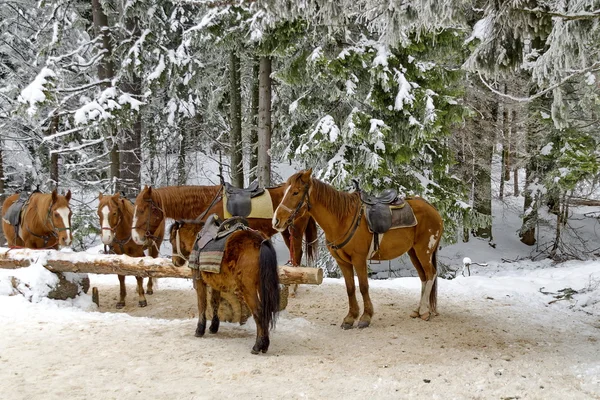 Horse riding club in Borovetz resort. Rila mountain — Stock Photo, Image