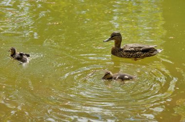 ördek ve iki ördek yavrusu