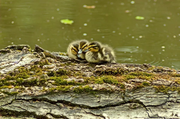 Tres patitos de un viejo muñón — Foto de Stock