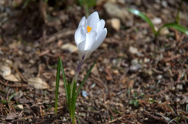 Flores brancas do crocus da primavera — Fotografia de Stock