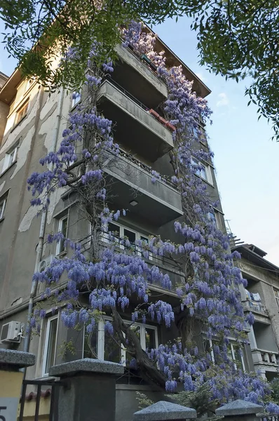 Wisteria — Zdjęcie stockowe