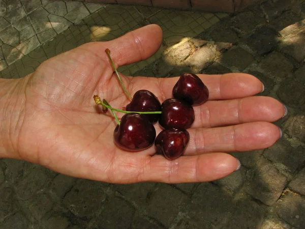 Sabrosos frutos de cereza maduros —  Fotos de Stock