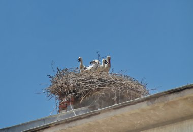 Leylek yuvası chimney pot üstüne