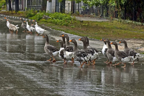 Group of ducks — Stock Photo, Image