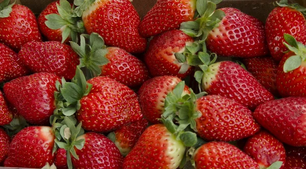 Strawberry fruit — Stock Photo, Image