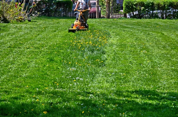 Еxperienced worker cut grass — Stock Photo, Image