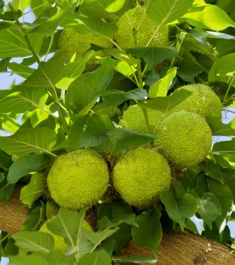 Maclura Ayrantiaca tree with green fruits clipart