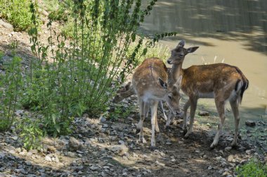 iki genç yumurtalar ve açık kahverengi