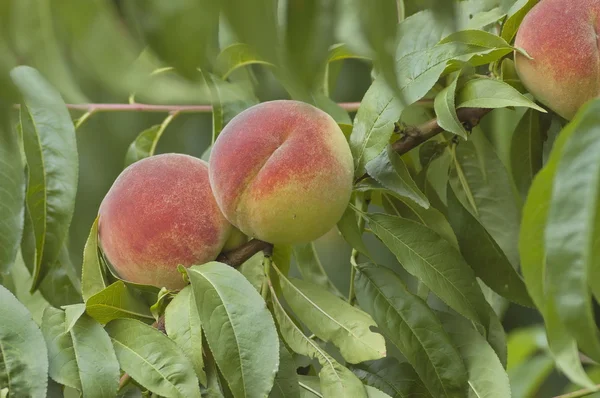 Collection of fresh peach fruits — Stock Photo, Image