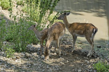 iki genç yumurtalar ve açık kahverengi