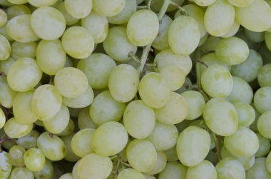 taze olgun lezzetli sarı sulu