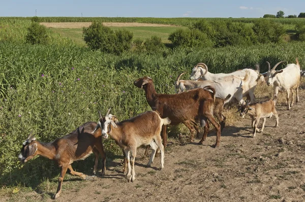 Goats flock — Stock Photo, Image