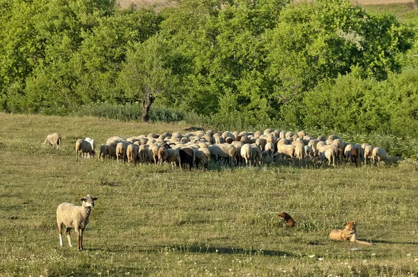 Sheeps flock — Stock Photo, Image