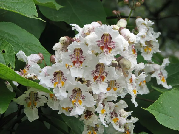 Ινδική φασολιών δέντρο λουλούδια — Φωτογραφία Αρχείου