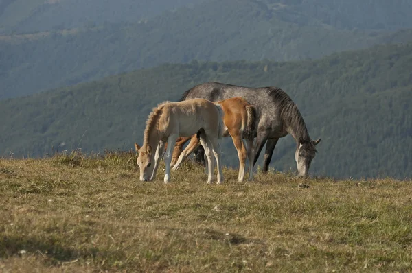 Mountain landscape and horse — Stock Photo, Image