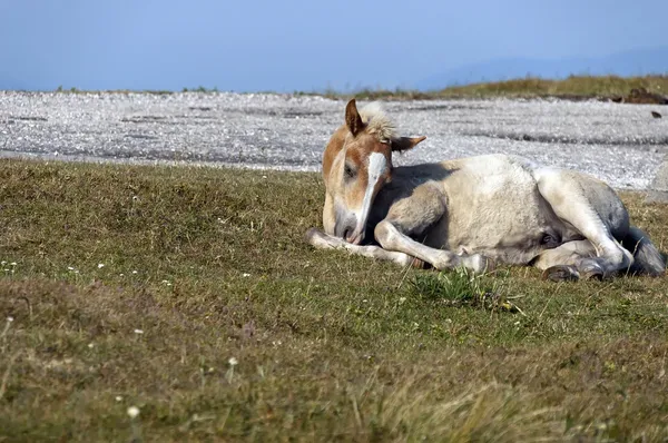 Mountain landscape and horse — Stock Photo, Image