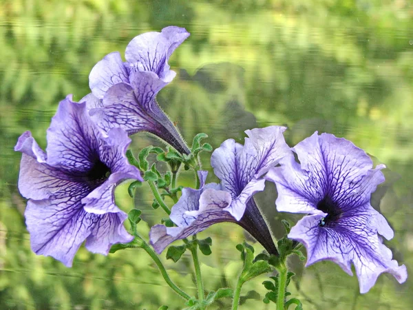 Bellissimi fiori di petunia viola — Foto Stock