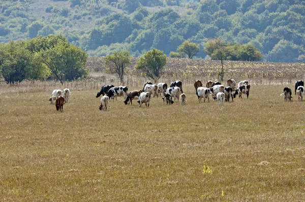 Группа коров на лугу — стоковое фото