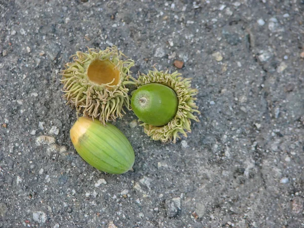 Un gros plan de glands verts — Photo