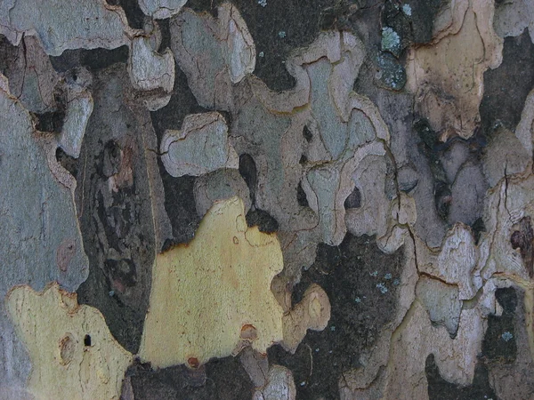 Weergave van de schors van bomen — Stockfoto