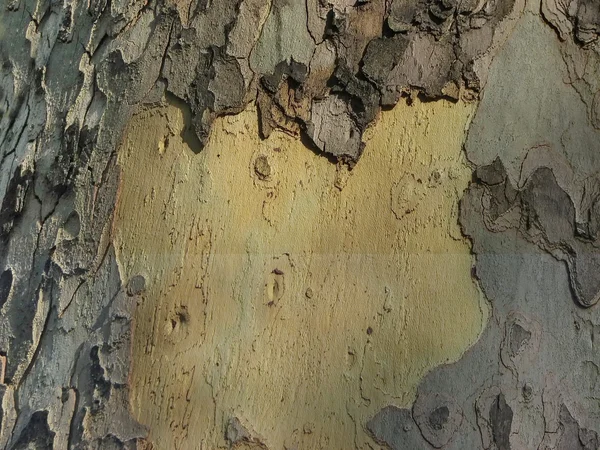 Вид на кору дерев — стокове фото