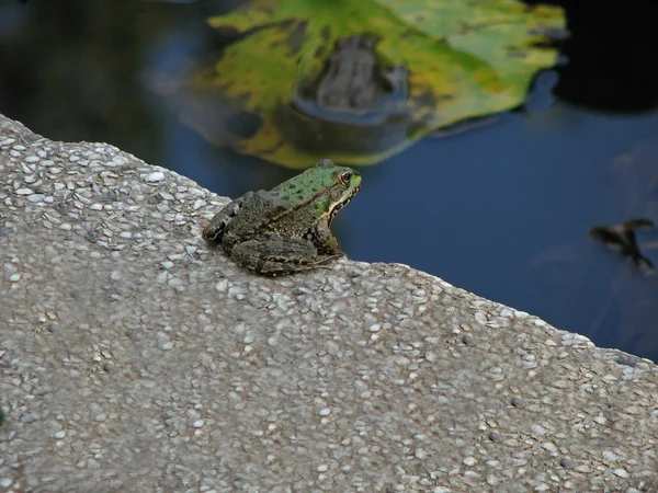 Vue du crapaud vert — Photo