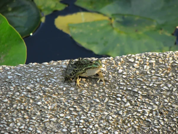 Vue du crapaud vert — Photo