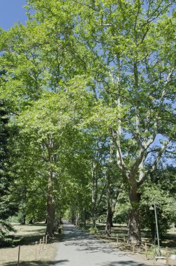 eski ağaçları ile sokak yürüyüş