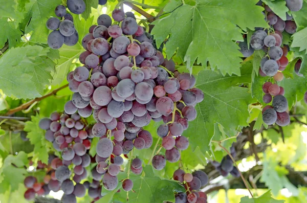 Свіжий стиглий смачний фіолетовий виноград — стокове фото